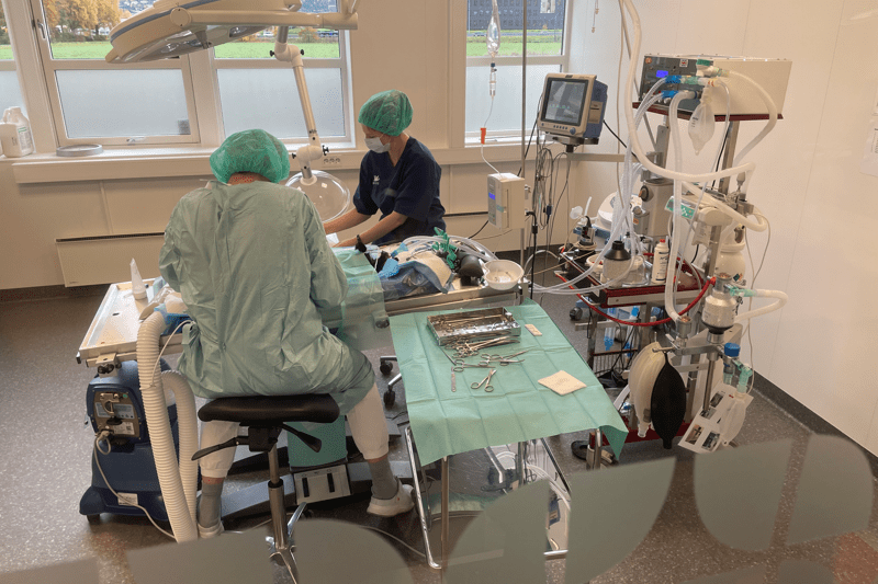 Veterinær med interesse for kirurgi søkes til AniCura Dyreklinikk Drammen image