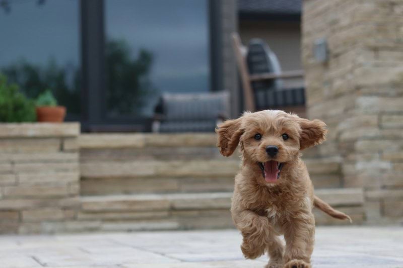 Product Sales Specialist - Pet Health - Remote image