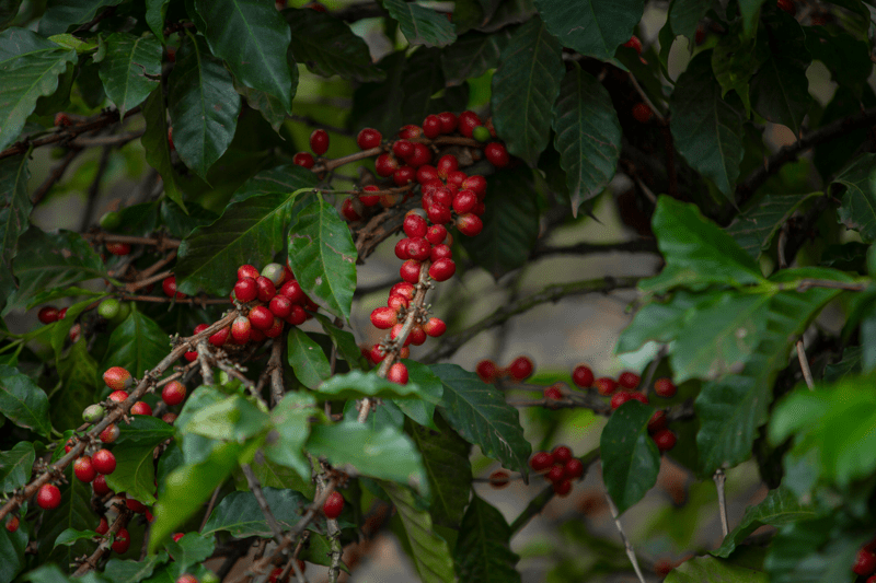 ASSISTENTE DE SUSTENTABILIDADE JR image