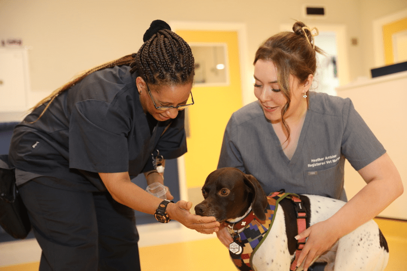 Lead Registered Veterinary Nurse (Head RVN) Enfield image