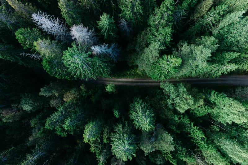 low angle photo of pine trees