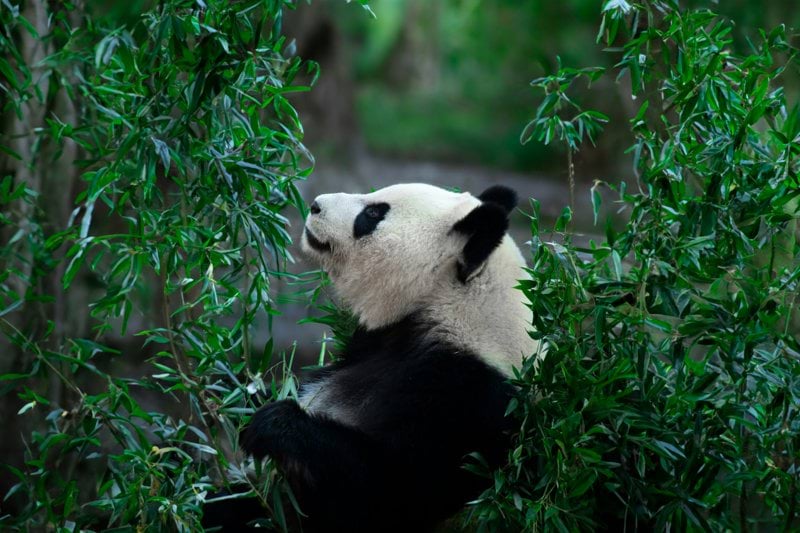 WWF Sverige söker en Redovisningschef till vår avdelning Verksamhetsstöd image