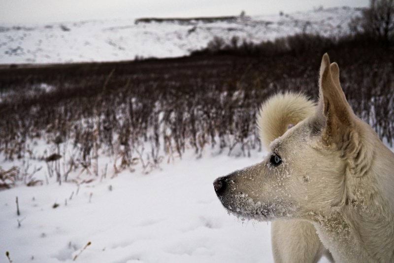 Veterinär till Din Veterinär i Sollefteå image