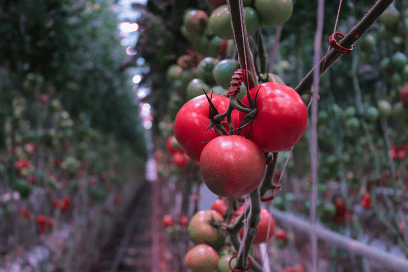 Växthusoperatörer image