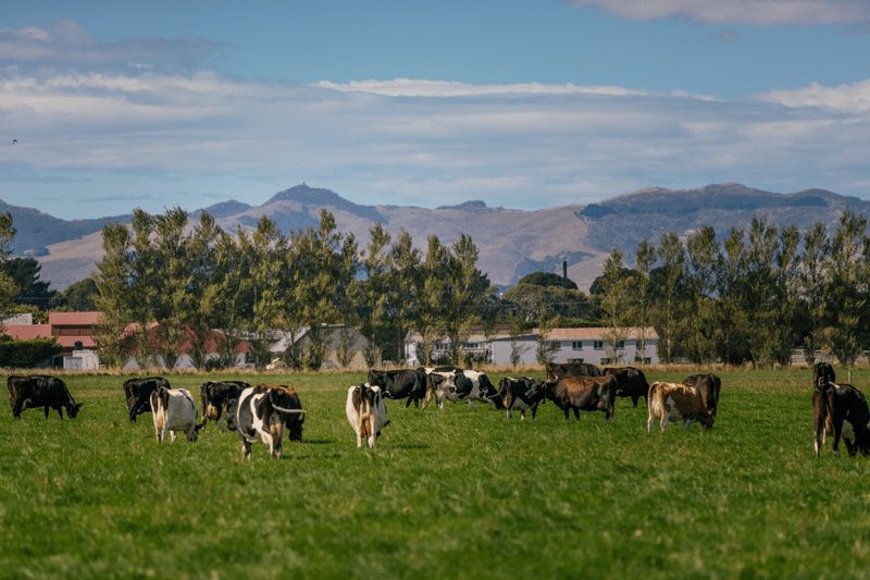 National Operations Leadership role - Dairy Sector. image