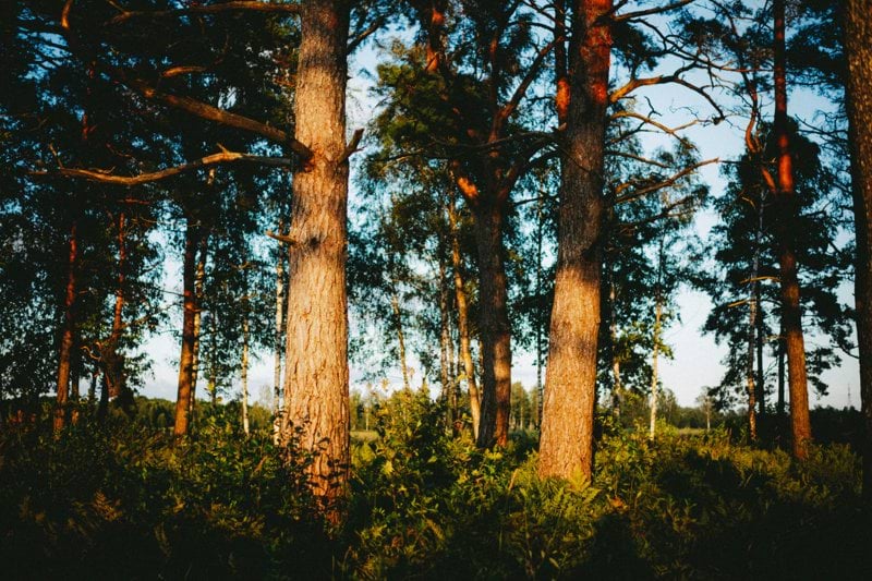 Farmaceut - Konsultuppdrag - Skåne image