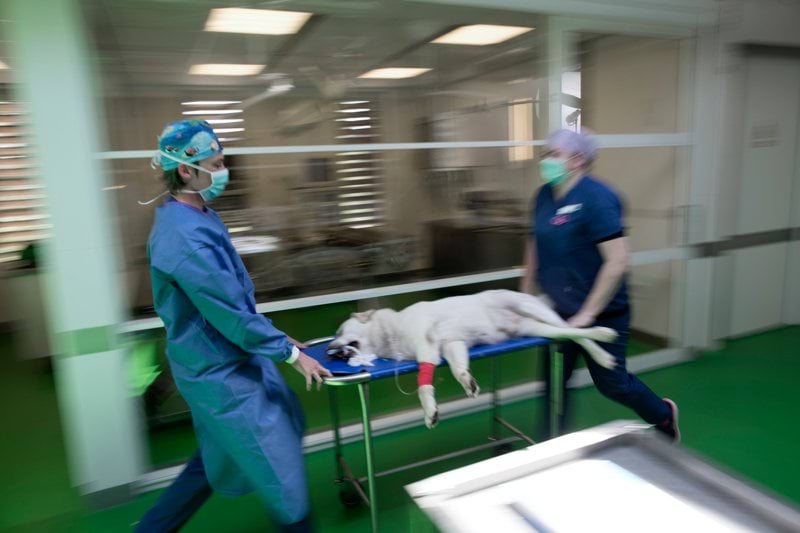 VETERINARIO URGENCIAS ANICURA VELAZQUEZ image