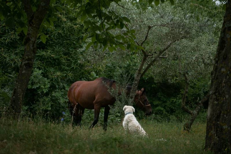 Personlig assistent sökes i Götene image