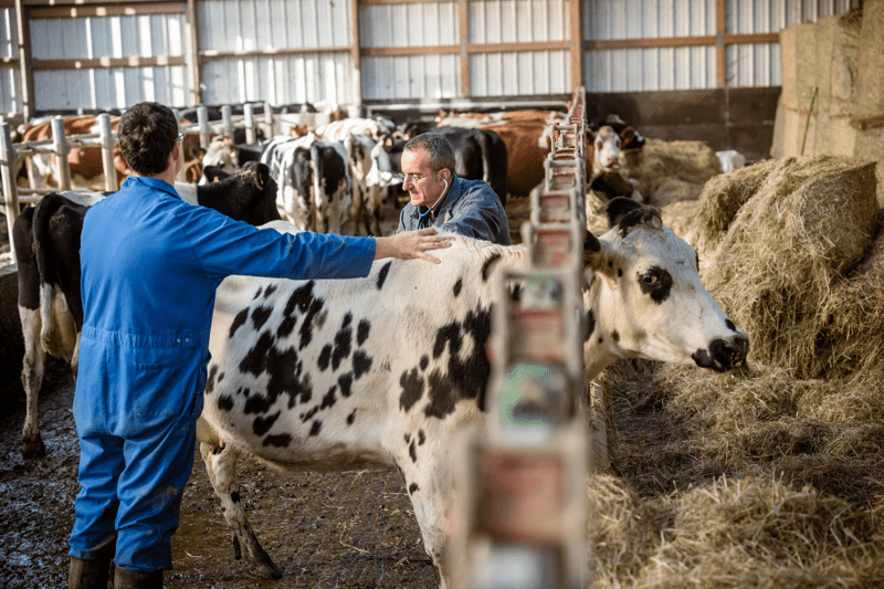 Vétérinaire Mixte Canin / Rural F/H image