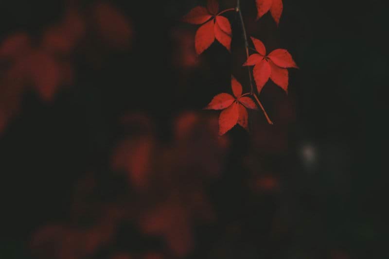 Lääkäri - Utti image