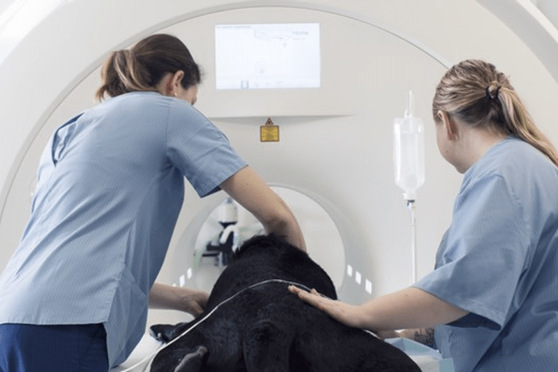 Vétérinaire Assistant en Neurologie H/F - Lille image
