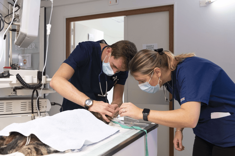 Vétérinaire autonome en Chirurgie H/F - Région Toulousaine - image