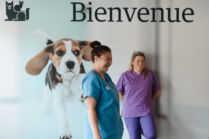 Alternance GIPSA - Auxiliaire Spécialisé(e)Vétérinaire H/F - Mérignac (33) image