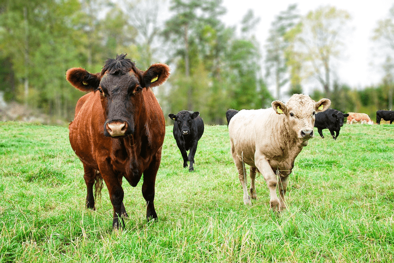 Lärare inom Lantbruksdjur och naturbruk image
