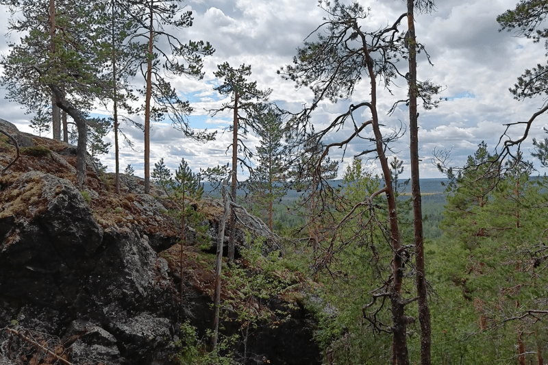 Mhy Koillismaa: Metsäasiantuntija image