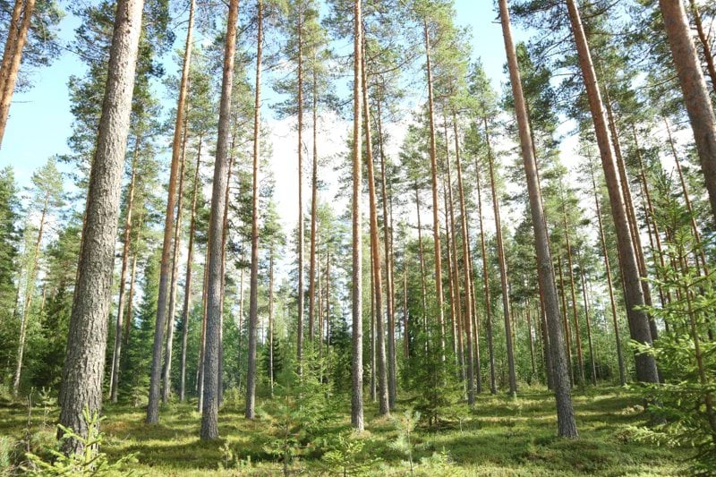 Kenttäpäällikkö MTK:n metsänomistajat-linjalle image