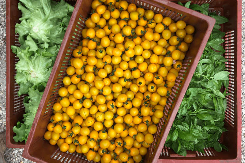 Maraîcher (H/F) image