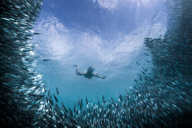 Danish Sales Team Leader / Sales Coach – Moalboal, Cebu (Philippines) image