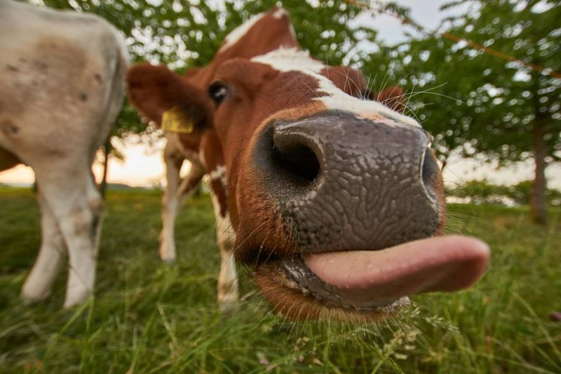 Promotor de Calidad de Leche image