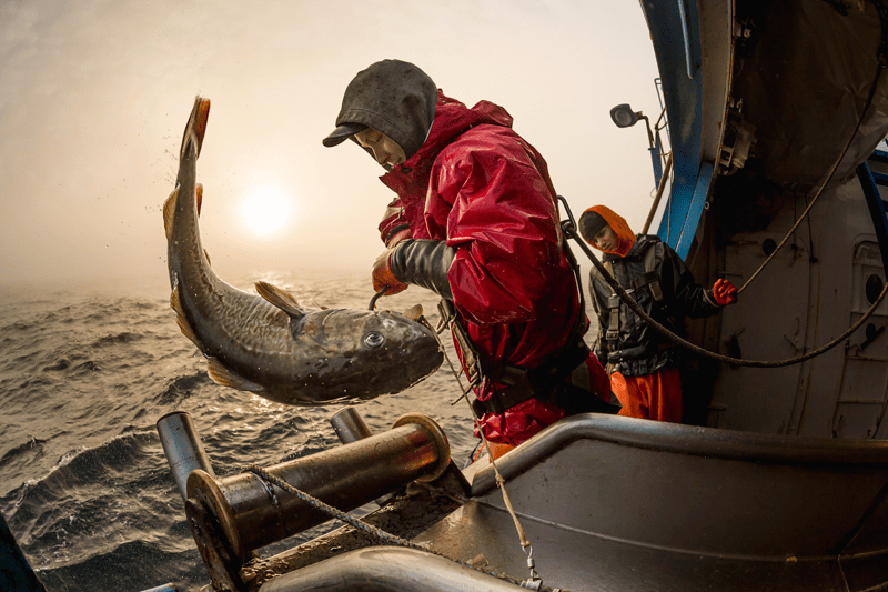 Head of Sales - AS Fiskevegn image