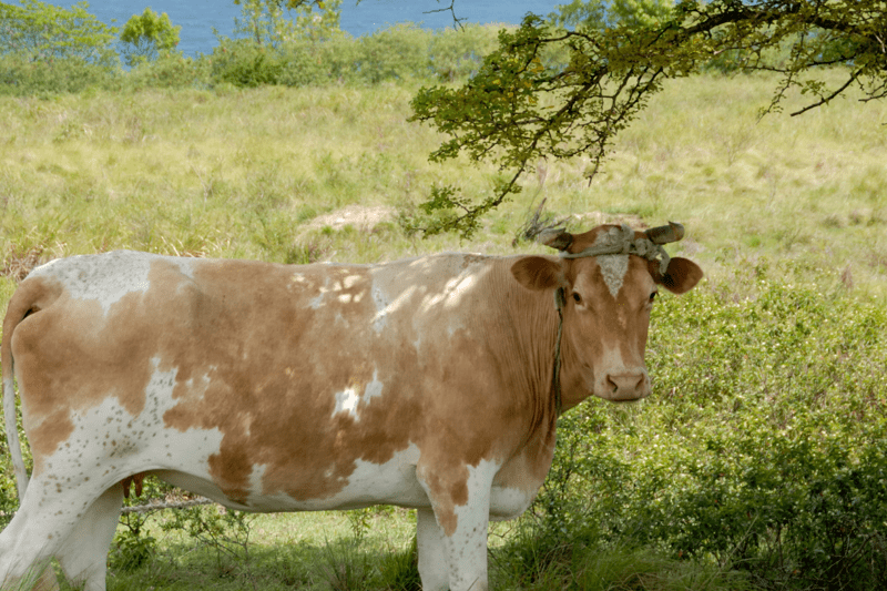 Chef d'équipe d'exploitation agricole (H/F) - CDI image