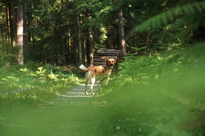 Vikariat for veterinær image