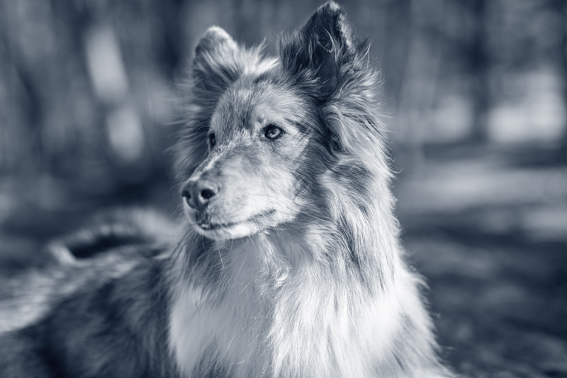 Veterinario Generalista - Barcelona image