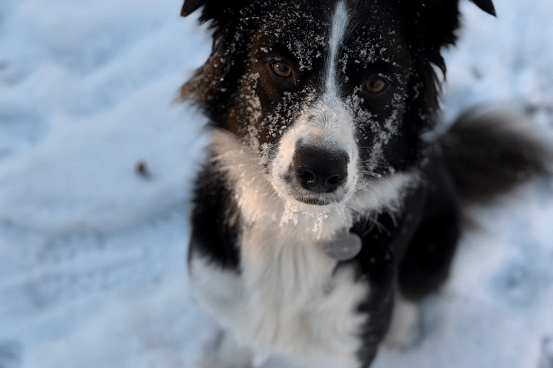 Dog Sitter - for crazzzzzy Border Collie (Everything is possible) image