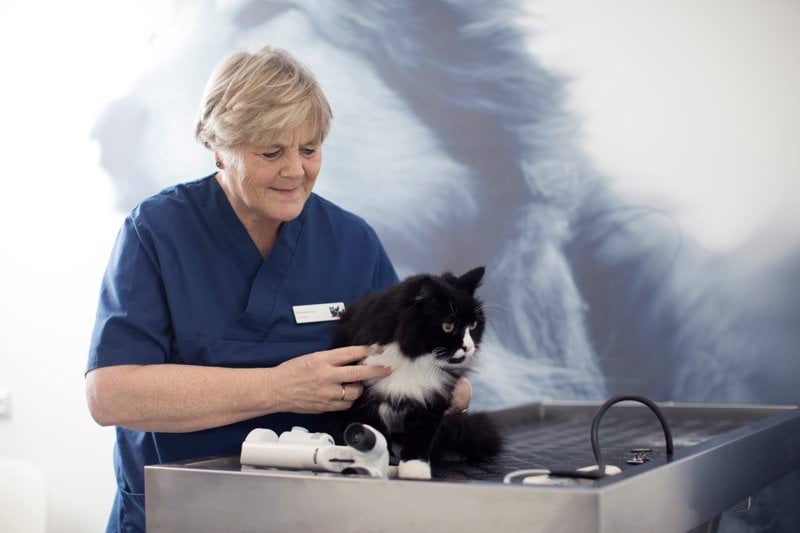 Veterinario/a generalista. AniCura Lauro (Barcelona) image