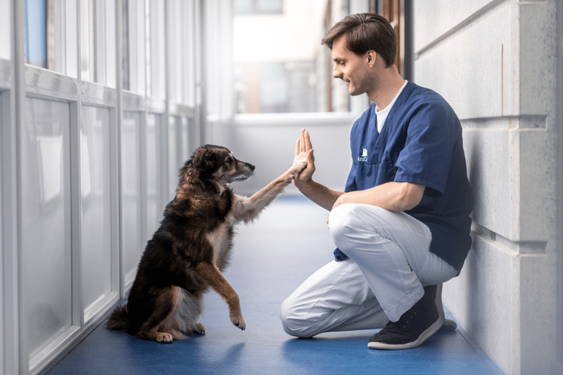 AniCura Veterinärhuset Ängelholm söker veterinär image