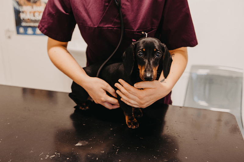 Klinikveterinär sökes till Smådjurskliniken i Lerum image