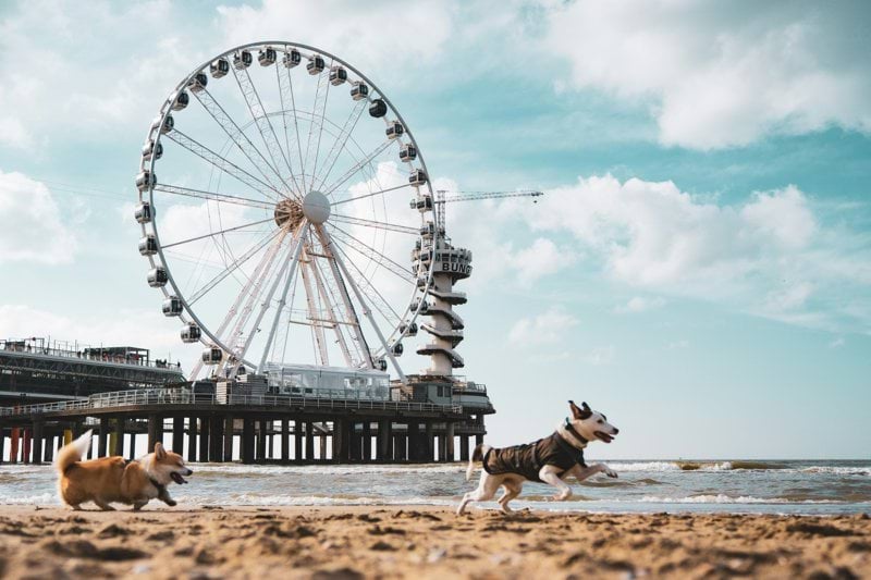 Pet Product Specialist - Afternoon Team image