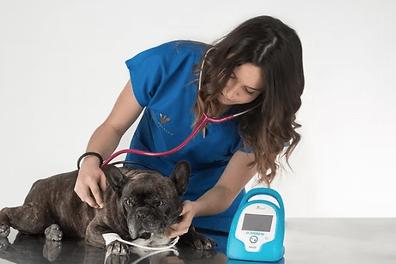 Veterinario Generalista : Clínica Veterinaria Dana image