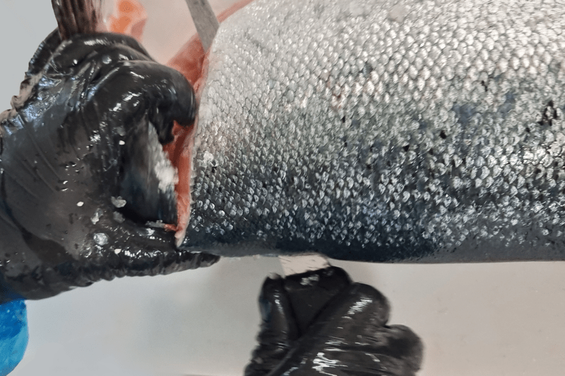 Ammattitaitoinen kalanleikkaaja - Skilled fish cutter image