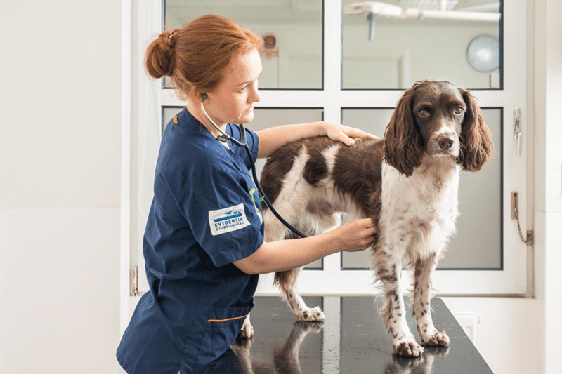 HR Business Partner till Evidensia image