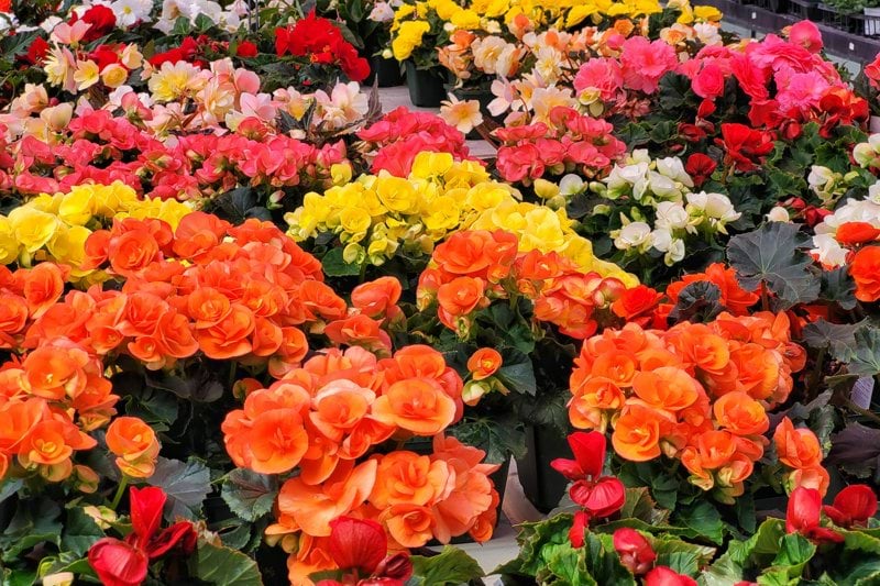 Responsable de rayon Végétal (H/F) image