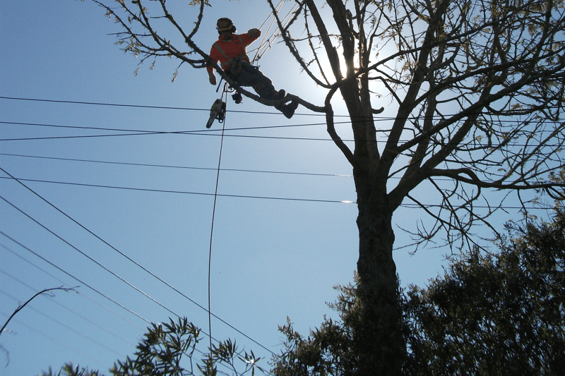 Arborist (senior) image