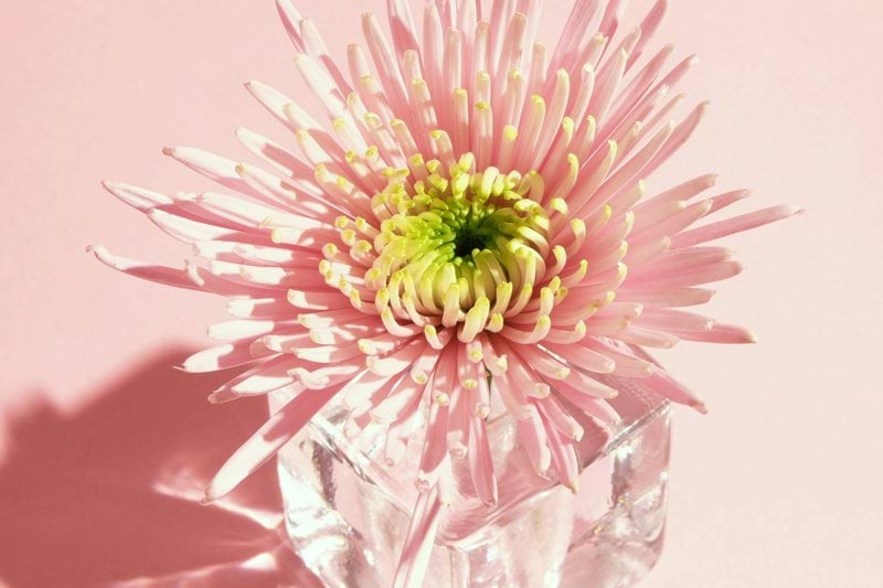 Personliga assistenter sökes till 20-årig tjej i Lidköping image