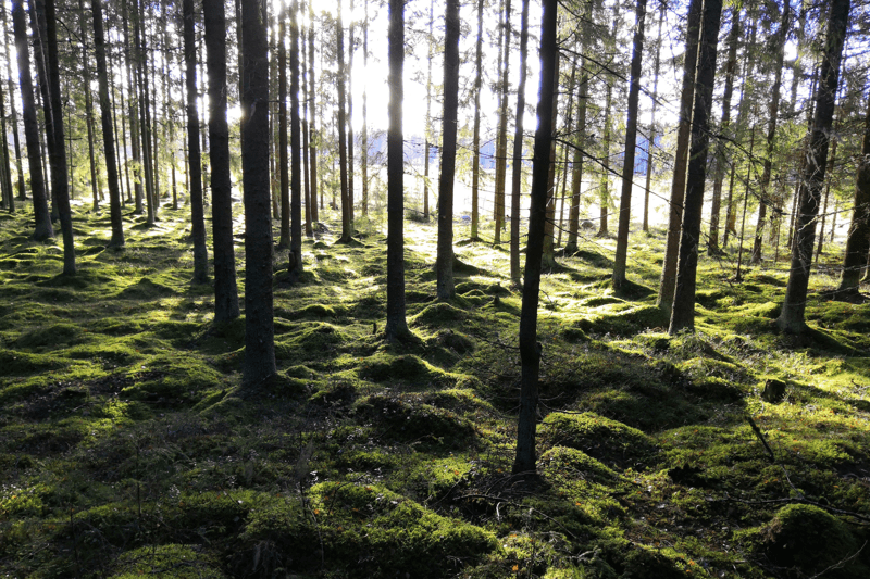 Mhy Kihniö-Parkano: Metsäasiantuntija image