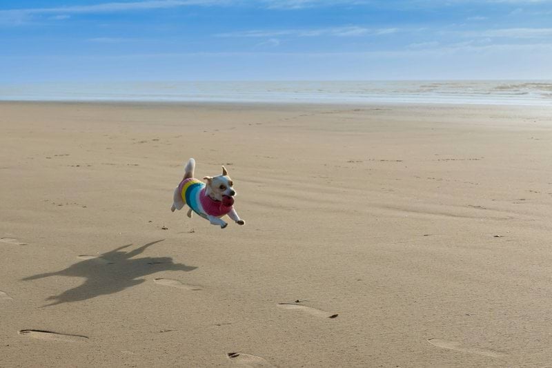 Sales Recovery Specialist - Pet Health - Remote image