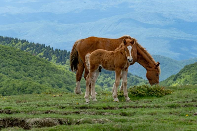 Unik mulighet! Veterinærstilling ved EMPET Steinkjer Veterinærsenter image