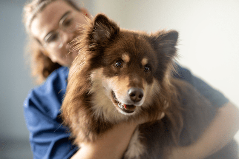 Veterinär med internmedicinskt intresse sökes till Västra Djursjukhuset image