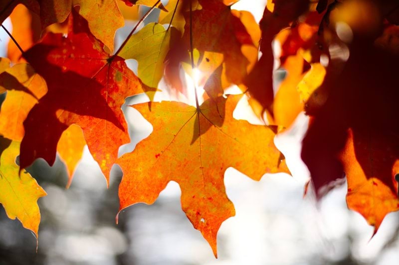 Achima Care söker Specialistläkare gynekologi image