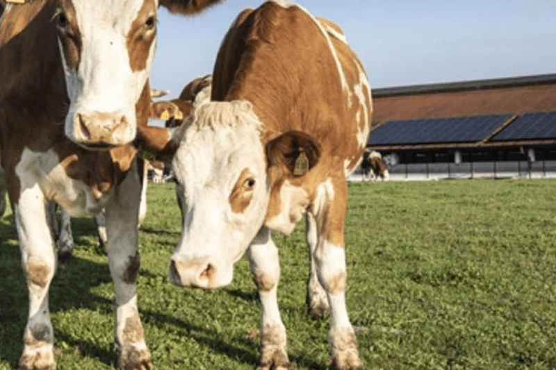 Strategic Initiatives & Market Intelligence Specialist at DeLaval image