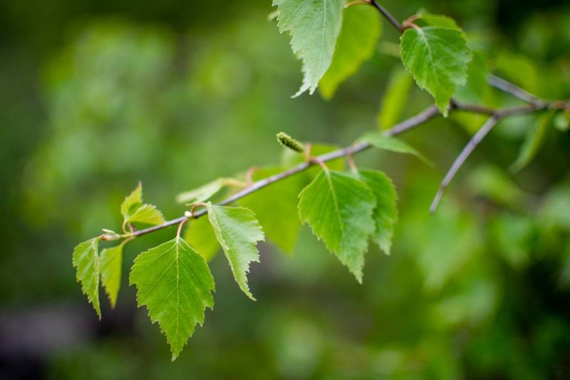 Hammaslääkäri – kesäsijaisuus Hämeenlinnassa! image