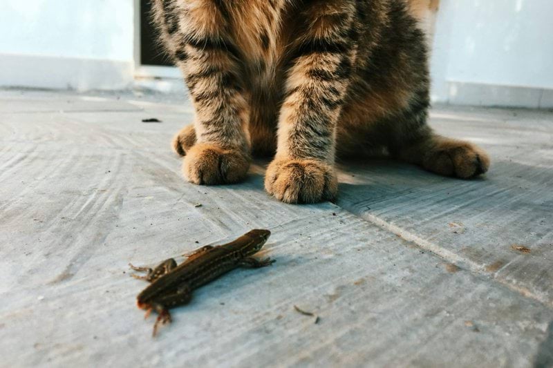 Personlig assistent sökes till aktiv 24-årig kvinna i centrala Umeå image