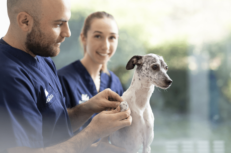 Djurvårdare till AniCura Djursjukhuset i Hässleholm sommaren 2026 image