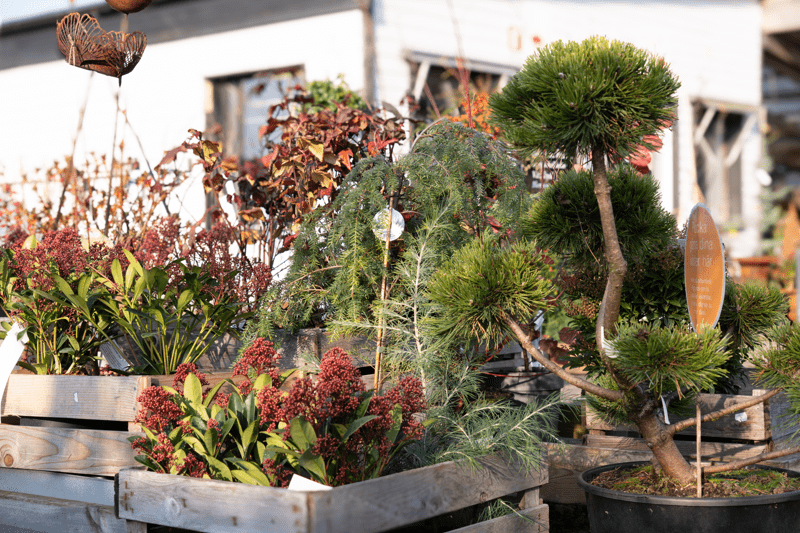 Butiksansvarig | Flyinge Plantshop image