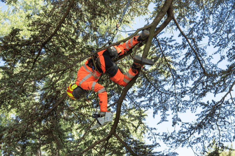 Grimpeur Elagueur -  H/F image