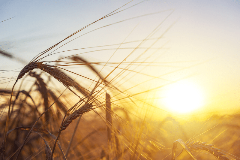 Agronomo image